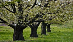 Opération Arbres Fruitiers