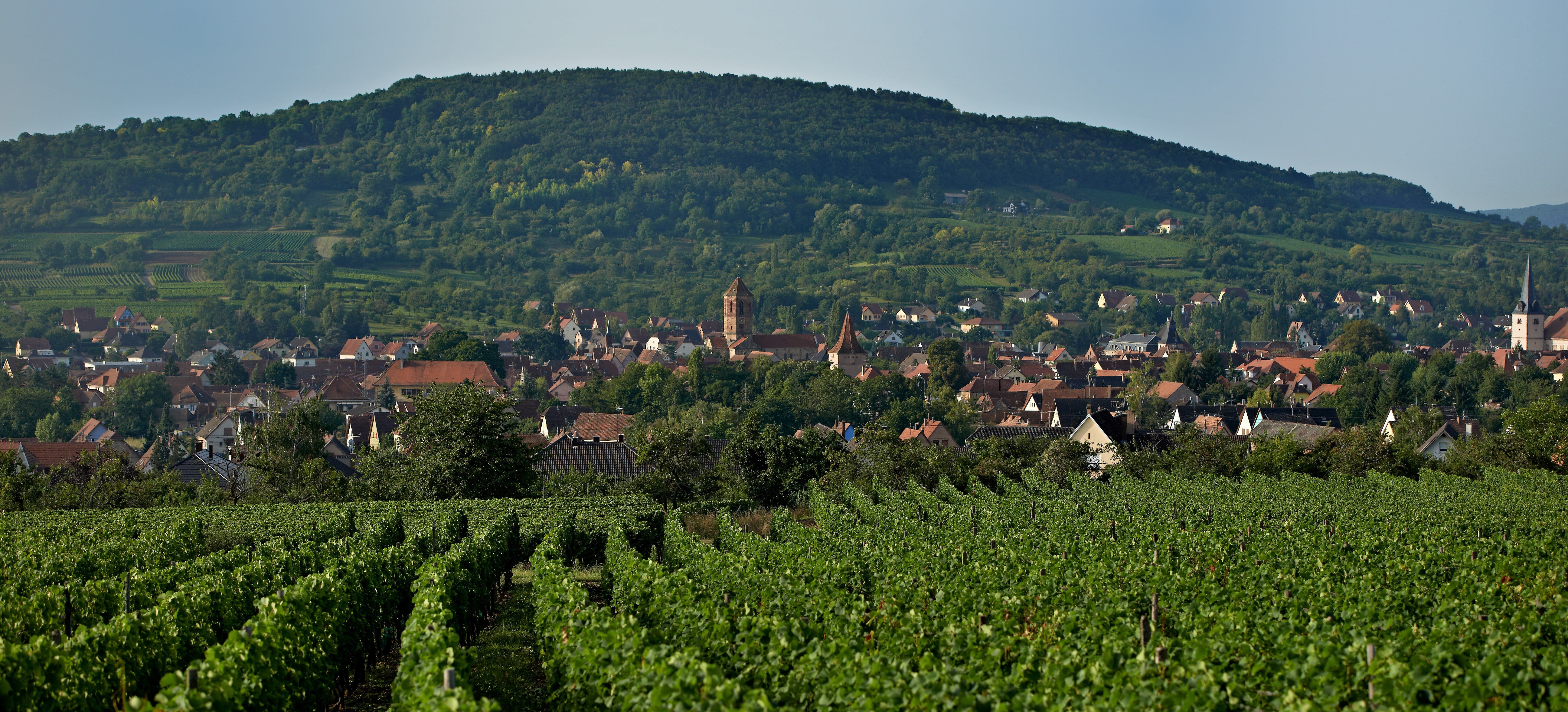 photo du vignoble